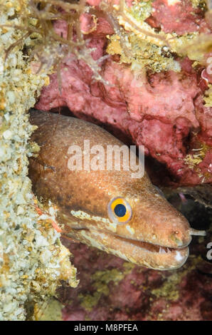 Prescription-fin moray, Gymnothorax zonipectis, Anilao, Batangas, Philippines, Pacifique Banque D'Images