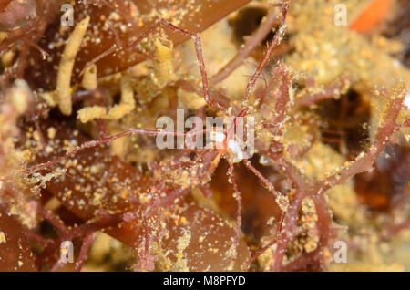 Araignée de mer, Pycnogonid sp. avec des oeufs, imite les algues rouges où il vit, Anilao, Batangas, Philippines, Pacifique Banque D'Images