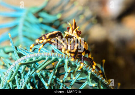 L'accroupissement élégant, homard Allogalathea elegans, Anilao, Batangas, Philippines, Pacifique Banque D'Images