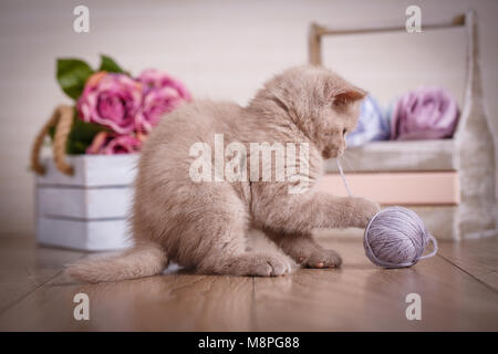 Lop-eared chaton joue. L'Écosse chat, chaton. Petit Chaton ludique avec boule de threads. bouquet de fleurs. Dans la boîte on background Banque D'Images