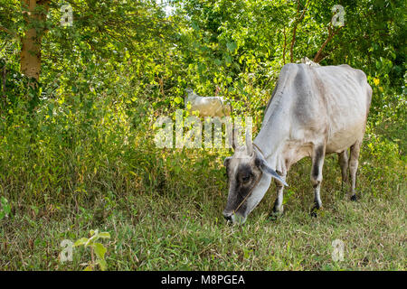 Une vache zébu blanc se nourrit de l'herbe sur le côté d'une route de campagne en milieu rural dans la région de Bagan, Myanmar, Birmanie, Asie du Sud Est. L'élevage l'agriculture birmane Banque D'Images