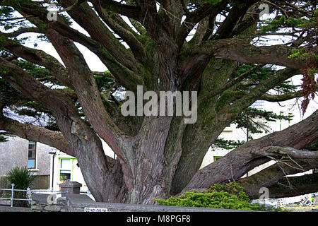 Cet énorme Cupressus macrocarpa , Monterey Chypre surplombe la route de Ballydehob, Irlande. Banque D'Images