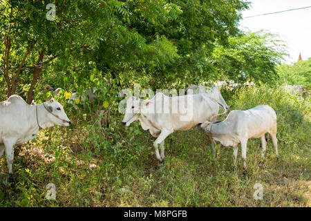 Une famille de vaches zébus blancs, l'alimentation du bétail le long des routes dans les régions rurales de Bagan, Birmanie, Myanmar, l'Asie du Sud-Est. Veau zébu de sa mère de lait de vache, Bull Banque D'Images