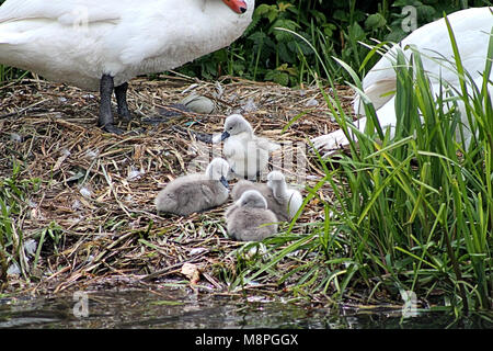 Muet Swan (Cygnus olor) cygnets ou poussins sur le nid à côté de la rivière trent, Angleterre, Royaume-Uni Banque D'Images