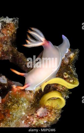 Sea slug nudibranche, Hypselodoris bullockii ou, avec l'oeuf, ruban, Anilao Batangas, Philippines, Pacifique Banque D'Images