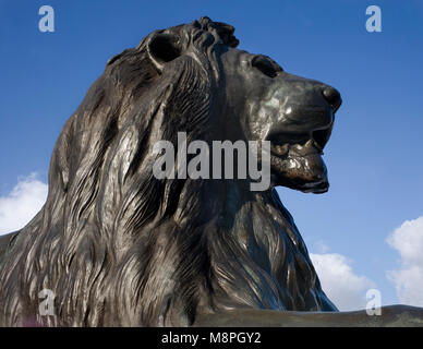 L'une des sculptures de lion à la base de la Colonne Nelson à Trafalgar Square Banque D'Images