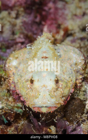 Devil scorpionfish, Scorpaenopsis diabolus, Anilao, Batangas, Philippines, Pacifique Banque D'Images
