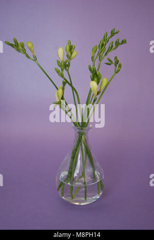 Freesia frais bourgeons vert Vase en verre isolé sur fond rose rose. Banque D'Images