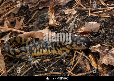 La Salamandre tigrée (Ambystoma tigrinum) Banque D'Images