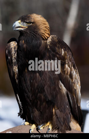 Portrait de l'Aigle royal (Aquila chrysaetos) Banque D'Images