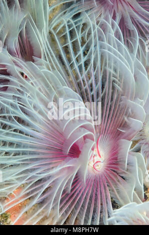 Magnifique, Protula bispiralis Ver à tube, Anilao, Batangas, Philippines, Pacifique Banque D'Images