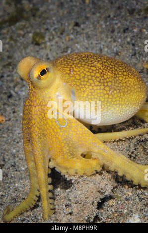 Poisons ocellate octopus,Amphioctopus siamensis, Anilao, Batangas, Philippines, Pacifique Banque D'Images