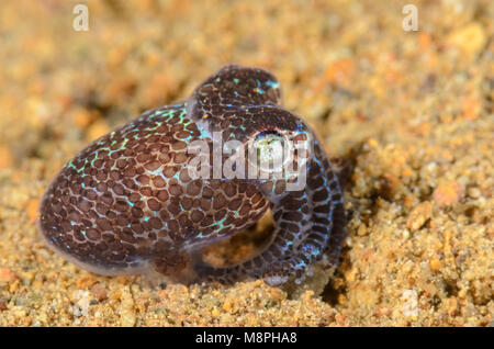 Bobtail squid Euprymna Hummingbird, berryi, Anilao, Batangas, Philippines, Pacifique Banque D'Images