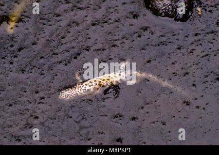 Southampton UK. 18 mars 2018. La faune touchée par temps anormalement froid. Un homme mort ou lisse newt Lissotriton vulgaris (commune) pris dans la glace dans un étang de jardin, après avoir été pris de court par le temps exceptionnellement froid dans le sud de la Grande-Bretagne. Au début du printemps, des tritons sortent de l'hibernation sur terre et retour à l'eau douce pour se reproduire. Credit : James Hughes/Alamy Live News Banque D'Images