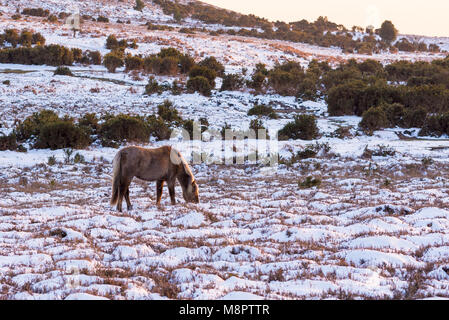 New Forest ponies paissant dans la neige après 'Bête de l'est 2' Godshill, Hampshire, Angleterre, Royaume-Uni, 19th mars 2018. Banque D'Images