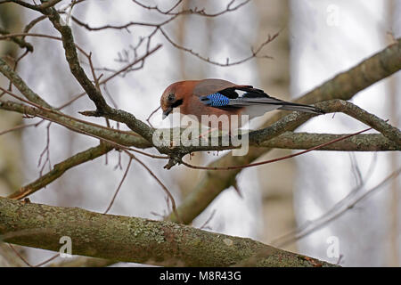 geai eurasien (Garrulus glandarius) perching sur branche. Solna, Suède. Banque D'Images