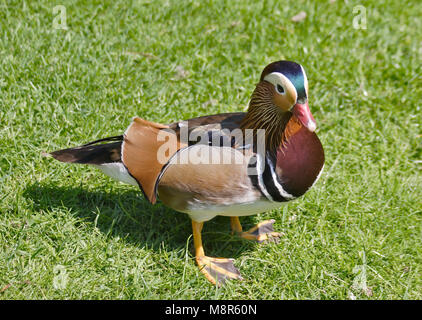 Canard mandarin (Aix galericulata) mâle Banque D'Images