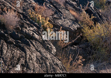 Cactus poussant dans les fissures dans le champ de lave pahoehoe, Carrizozo Malpais coulées à la vallée d'incendies, de Tularosa près du bassin de Carrizozo, New Mexico, USA Banque D'Images