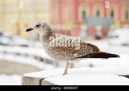 Une grande mouette est assis sur la rambarde du pont.Elle se prépare à voler. Banque D'Images