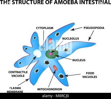 La structure de l'amibe est intestinal. Tractus gastro-colique. L'infographie. Vector illustration sur fond isolé Illustration de Vecteur