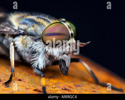 Taon ou Taon ou Horse Fly Diptera insecte Macro Banque D'Images