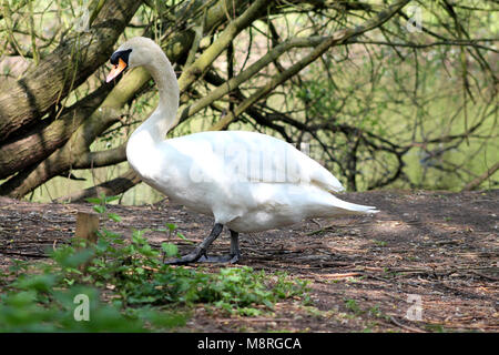 S/N (Cygne tuberculé Cygnus olor) à l'ombre d'un arbre sur la rivière Trent Nottinghamshire, Angleterre.Banque Banque D'Images