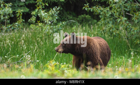 Couleur cannelle l'ours noir (Ursus americanus) se nourrissant de pissenlits, Parc National de Jasper, Canada Banque D'Images