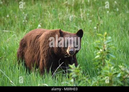Couleur cannelle l'ours noir (Ursus americanus) se nourrissant de pissenlits, Parc National de Jasper, Canada Banque D'Images