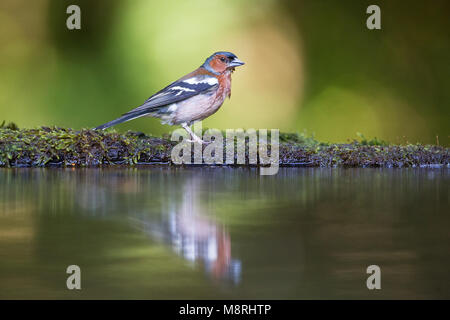 (Fringilla coelebs Chaffinch mâle) traduit tout en se baignant dans une piscine des forêts Banque D'Images