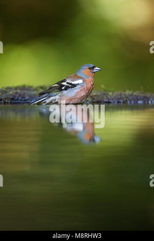 (Fringilla coelebs Chaffinch mâle) traduit tout en se baignant dans une piscine des forêts Banque D'Images