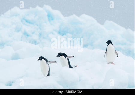 Manchots adélies promenade le long du haut d'un iceberg que la neige tombe dans l'Antarctique. Banque D'Images