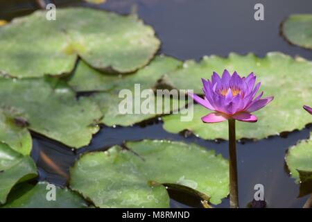 Nymphaea nouchali,aussi connu comme l'étoile ou lotus lotus bleu.Il est originaire du sud et l'Est de l'Asie du sud. Banque D'Images