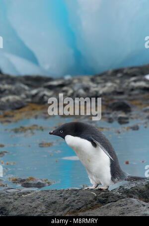 Un manchot Adélie balades parmi la glace bleue fragments le long de la côte rocheuse à Brown Bluff, l'Antarctique. Banque D'Images