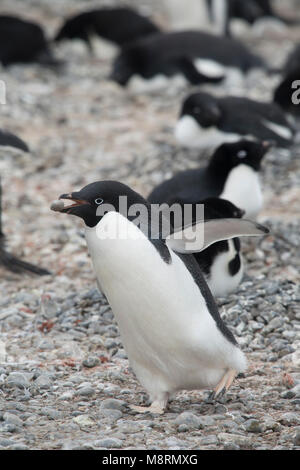 Un manchot Adélie récupère des pierres pour construire son nid à Brown Bluff, l'Antarctique. Banque D'Images