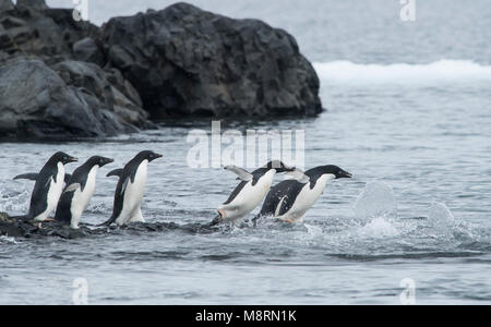 Un groupe de manchots adélies sauter dans l'océan à Brown Bluff, l'Antarctique. Banque D'Images