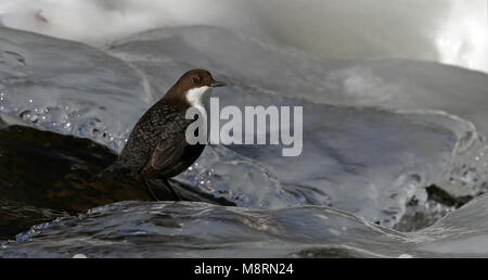 Balancier à gorge blanche (Cinclus cinclus) assis sur la glace dans le ruisseau Banque D'Images