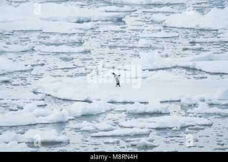 Un pingouin Adélie solitaire se dresse au sommet de la banquise dans le Passage français au large des côtes de la péninsule antarctique. Banque D'Images