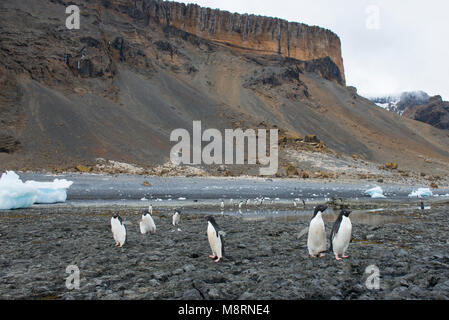 Un groupe de manchots adélies à pied le long de la côte rocheuse à Brown Bluff, l'Antarctique. Banque D'Images