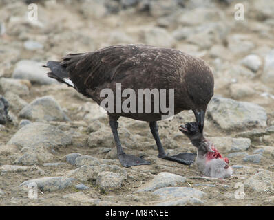 Un labbe brun tue et mange un poussin manchot Adélie en Antarctique. Banque D'Images