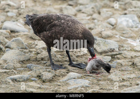 Un labbe brun tue et mange un poussin manchot Adélie en Antarctique. Banque D'Images