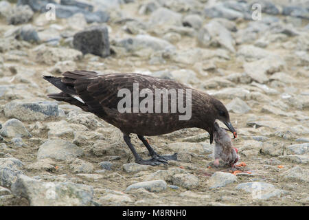 Un labbe brun tue et mange un poussin manchot Adélie en Antarctique. Banque D'Images