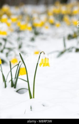 Narcisse. Les jonquilles dans la neige dans un parc à Oxford, Oxfordshire, Angleterre Banque D'Images