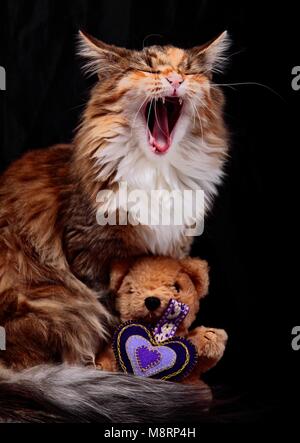 Chat norvégien femelle est le bâillement Banque D'Images