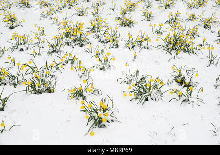 Narcisse. Les jonquilles dans la neige dans un parc à Oxford, Oxfordshire, Angleterre Banque D'Images