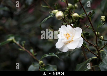 Camellia x williamsii 'Chine' Fleur d'argile en mars. UK Banque D'Images