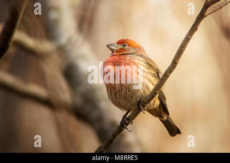 Close-up of house finch perching on branch Banque D'Images
