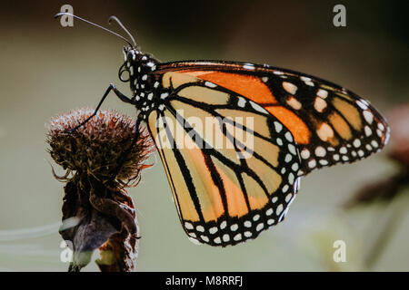 Close-up de Monarch Butterfly perching on chardon fanée Banque D'Images