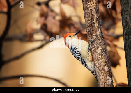 Close-up of Red-bellied Woodpecker pecking on branch Banque D'Images