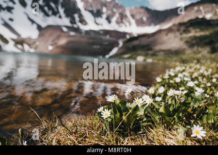 Close-up of flowers growing at lakeshore Banque D'Images