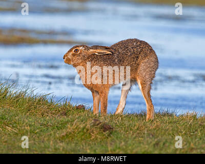 European brown hare standing by lake Banque D'Images